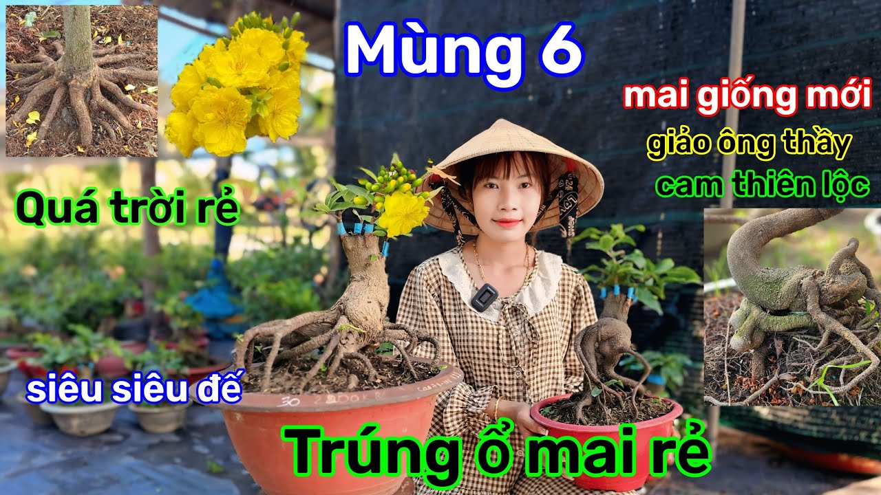 🌲22/2☎️Vườn mai Kim Nở☎️mai ghép mùa mới🌲có mai lấy bo🌲mai đôn🌲đế nôm chân dài 