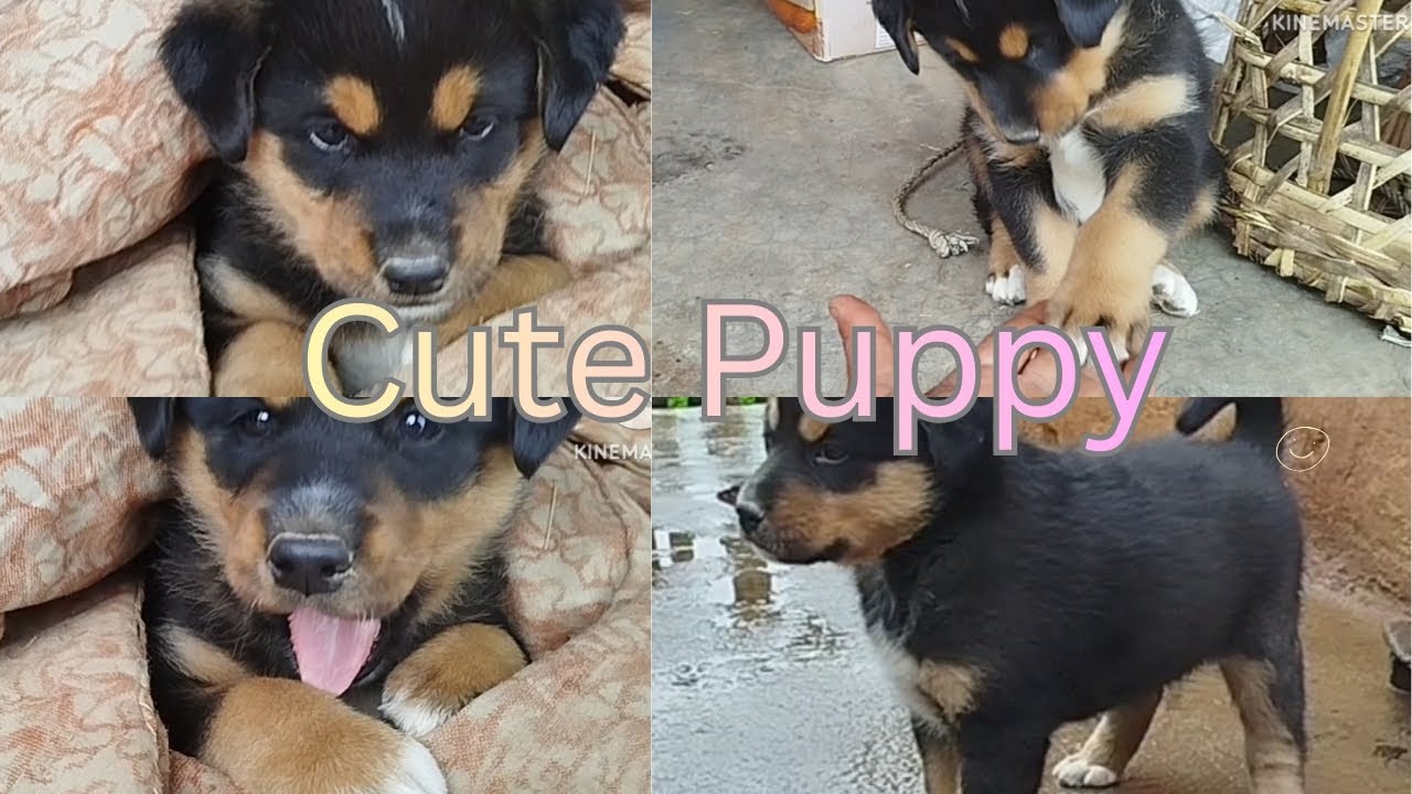Cute Puppy 