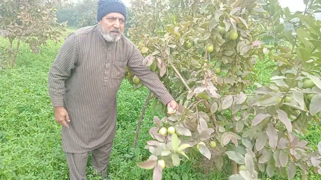  امرود ۔  زیادہ پھل دینے والے امرود کے پودے دستیاب ہیں 