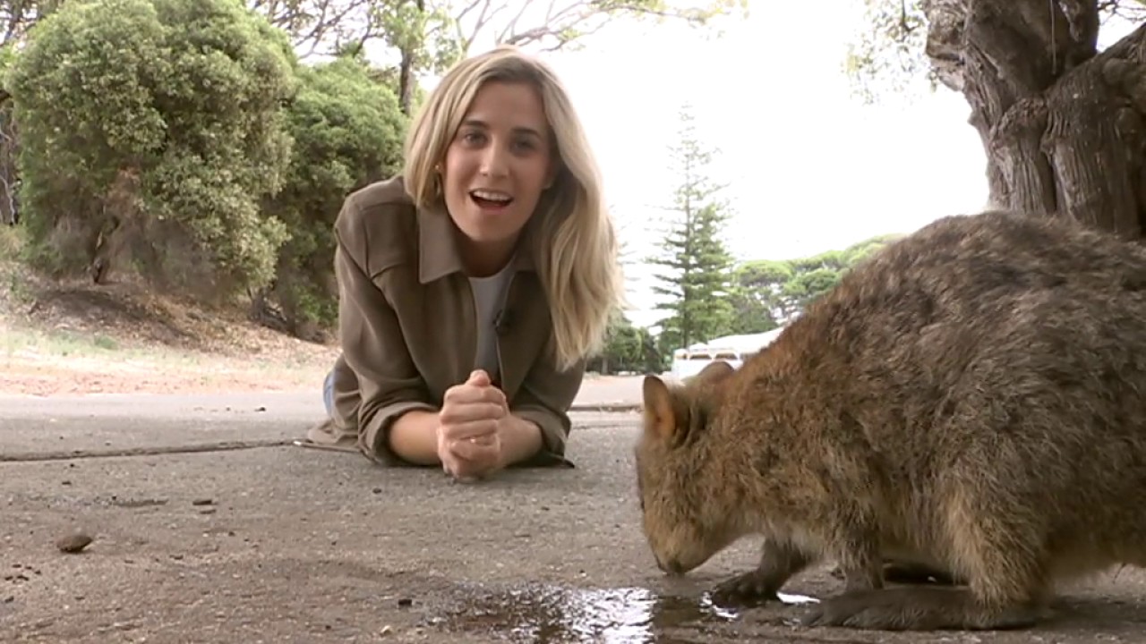 Australia Wide: Quokka Craze (2017)
