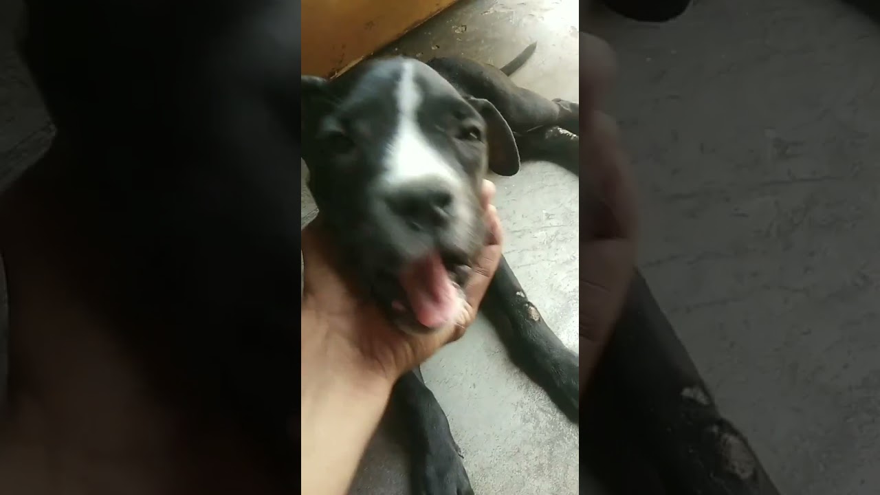 Shaggy's funny video/Shaggy on Dr. Mashoor Gulati's Sound/ American bully Puppy