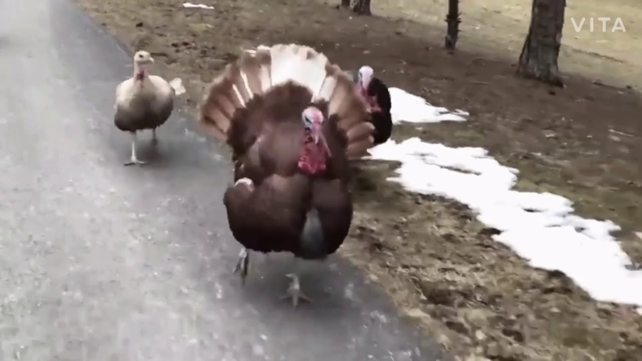 Turkey was an Impostor