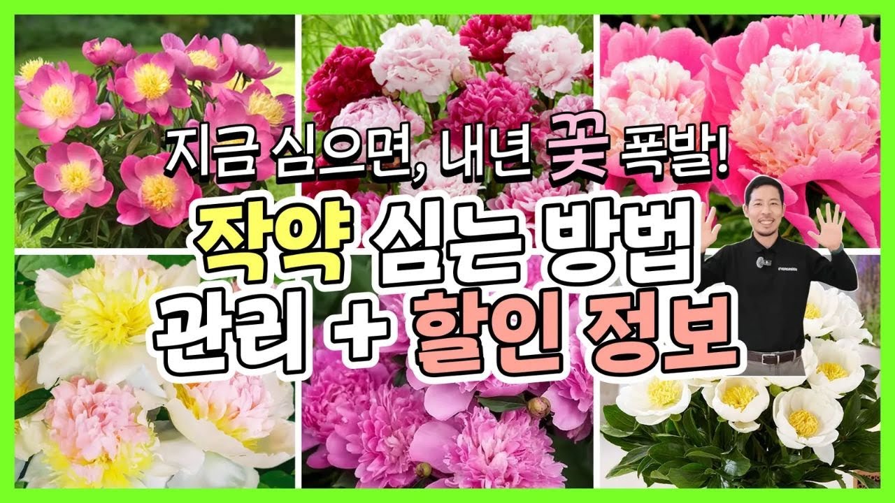 내년 꽃폭발! 함박꽃 작약 할인 시작💐 겹작약&middot;아네모네&middot;파티오 3종 시리즈 공개