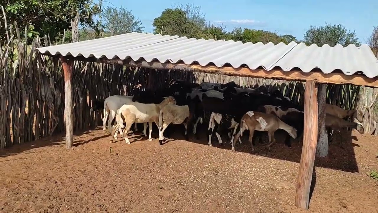 Uma casa pras ovelhas muito boa e simples e barata.