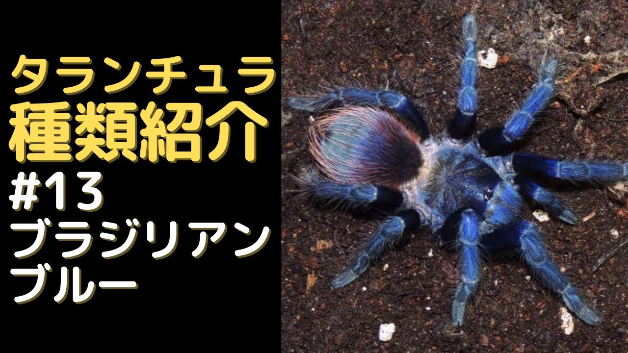 ブラジリアンブルー紹介、飼育方法【タランチュラ種類紹介】