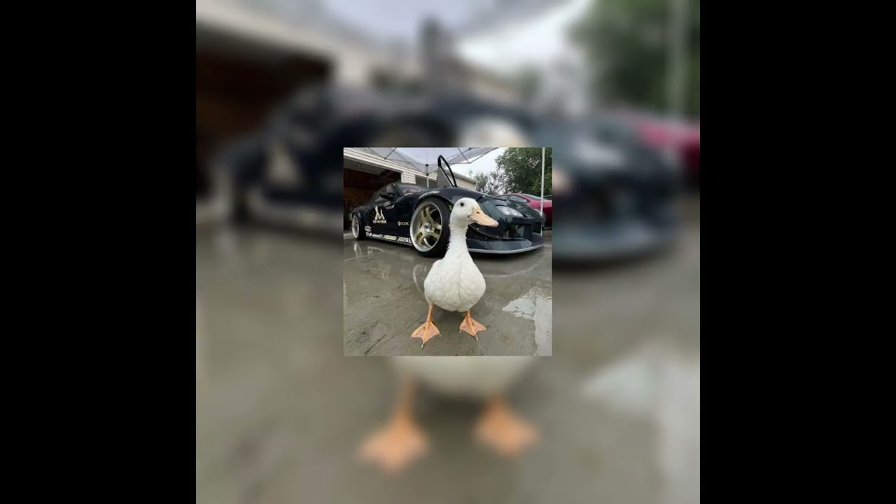 Duck Funk/Phonk mix 2026🦆