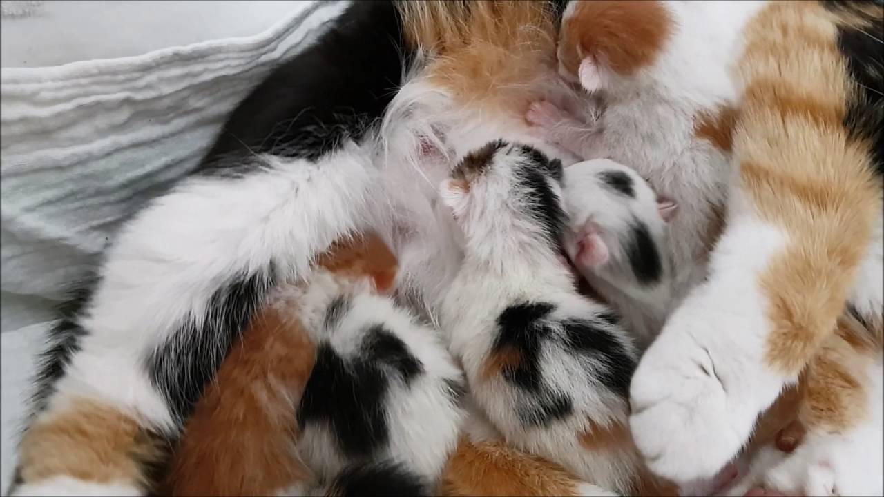 First four days of the lives of newborn kittens and mother cat Lotje