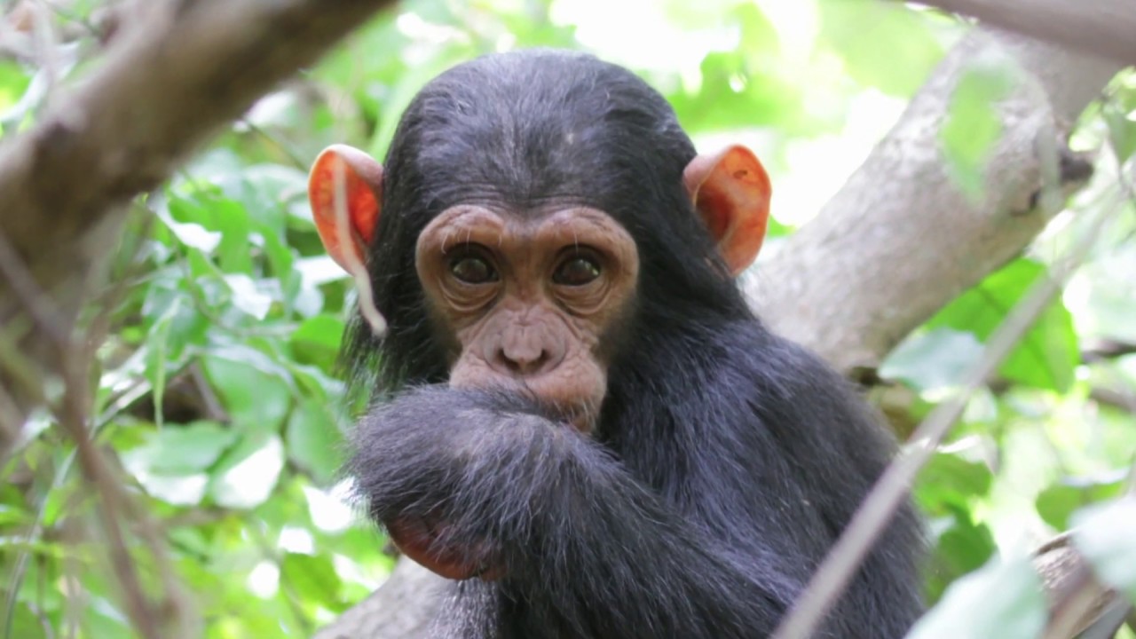 Ray Goes To - Gombe National Park - Tanzania - Ray Bartlett