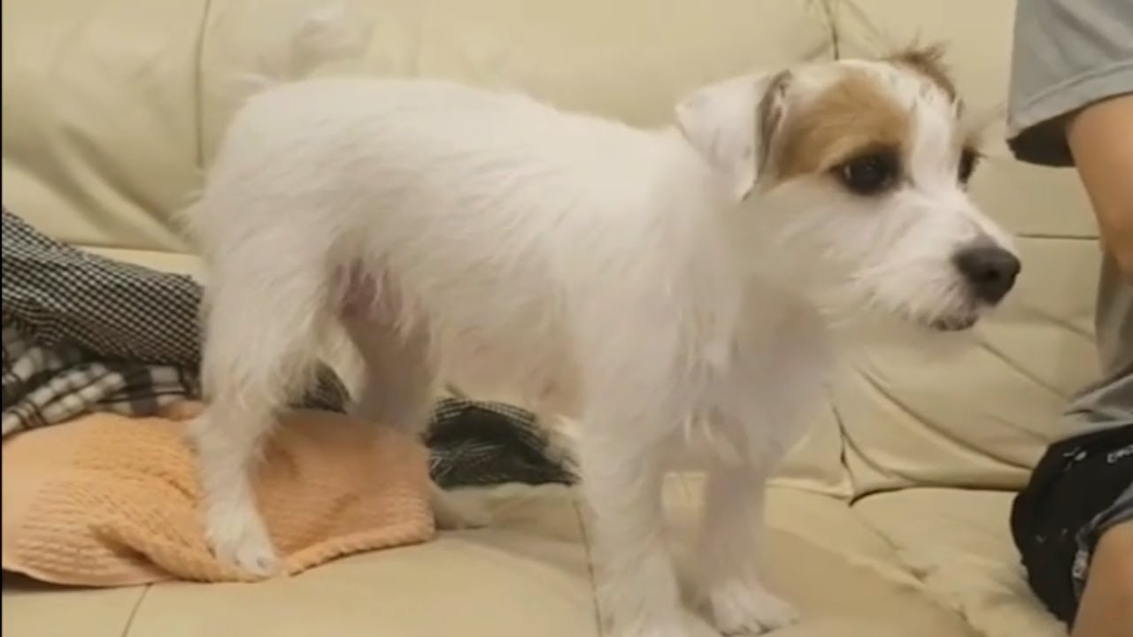 Jack Russell Terrier helps owner with the housework