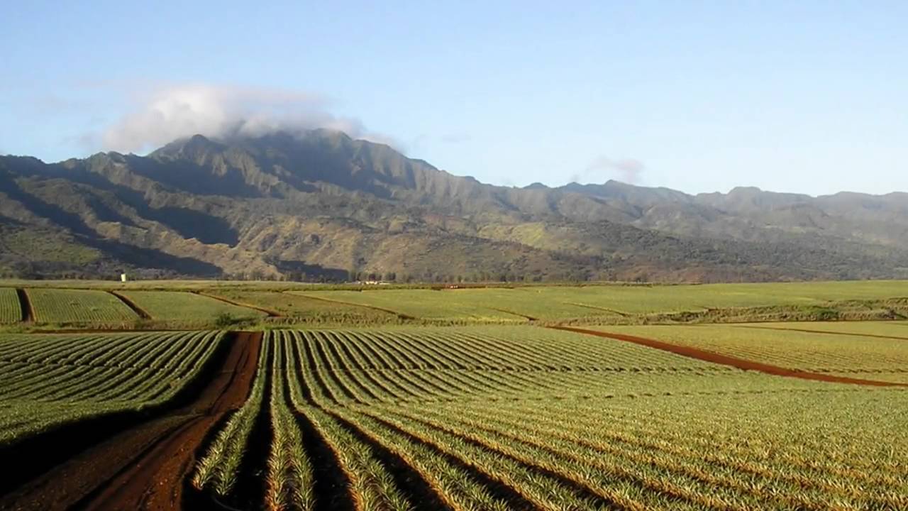 Dole Worldwide Operations