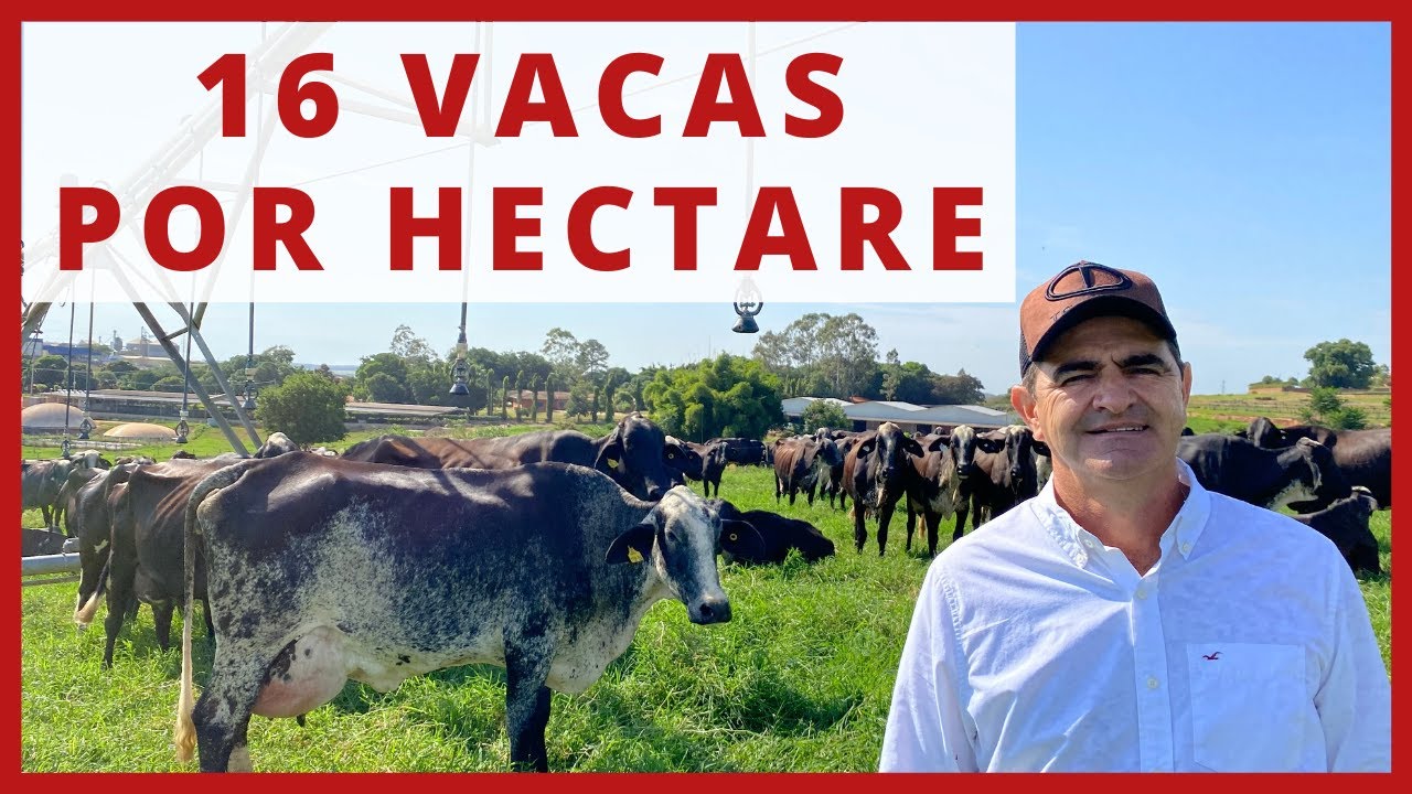 16 VACAS de LEITE por HECTARE - PASTEJO ROTACIONADO - PIVÔ