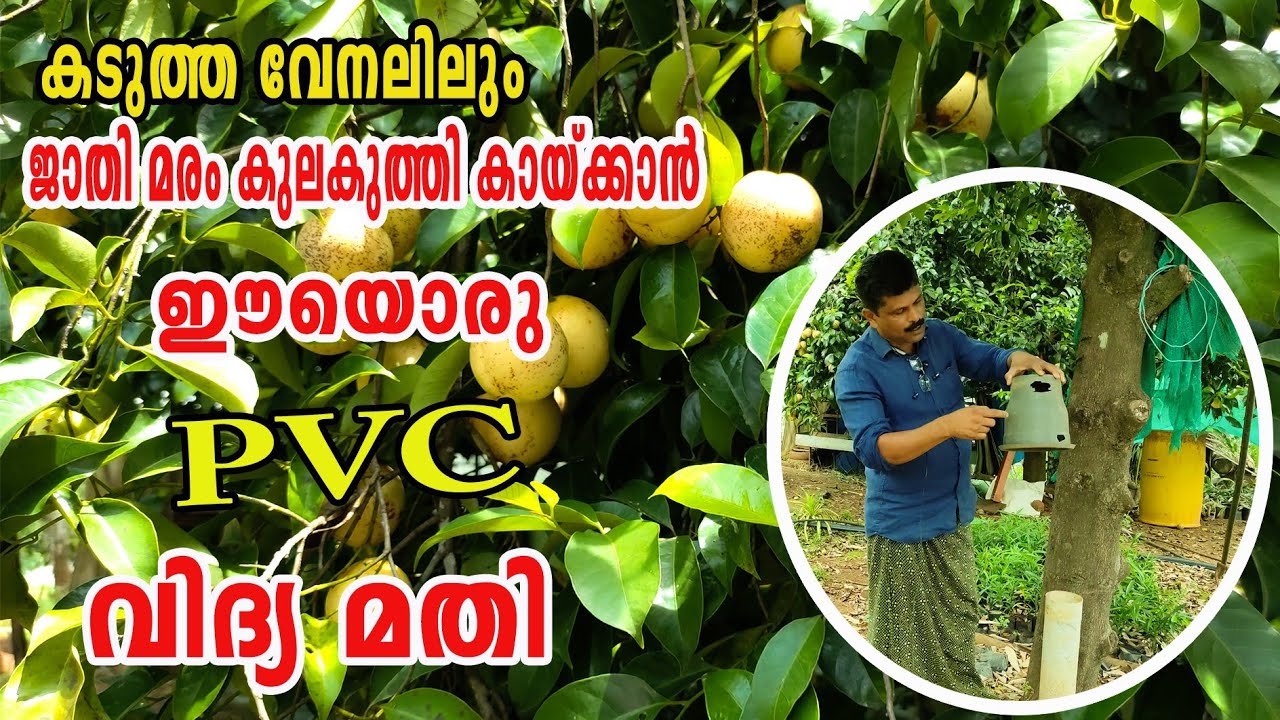 കടുത്ത വേനലിലു൦ നാടൻ ജാതിയിൽ കുലകുത്തി കായ പിടിക്കാൻ ചെയ്യുന്ന ട്രിക്ക് | njaanoru malayali