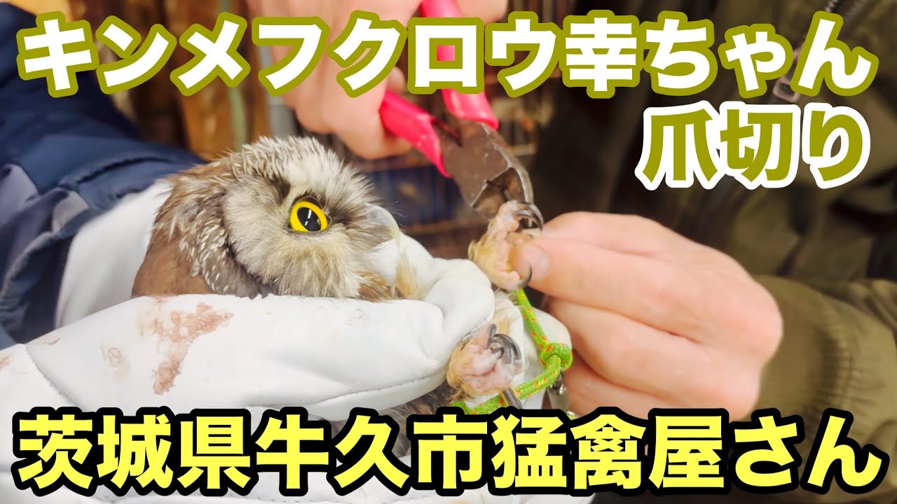 キンメフクロウのサチちゃん、初めての爪切り🦉