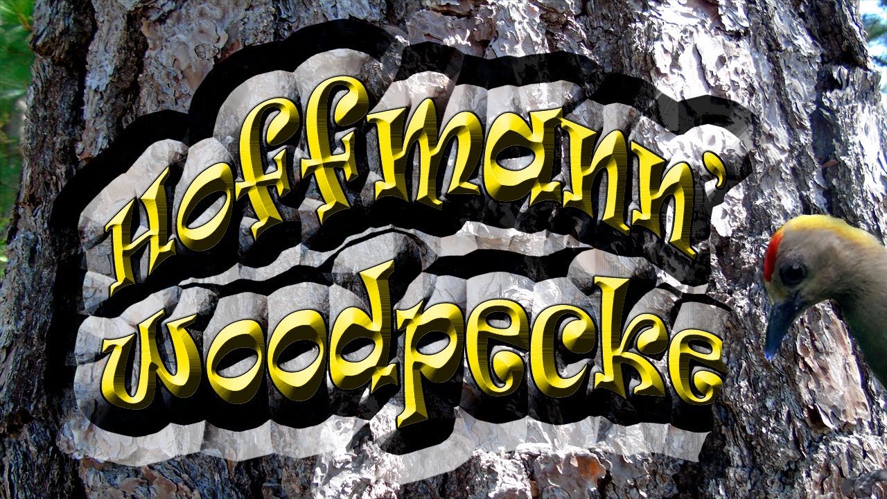 Hoffmann's Woodpecker (Melanerpes hoffmannii)