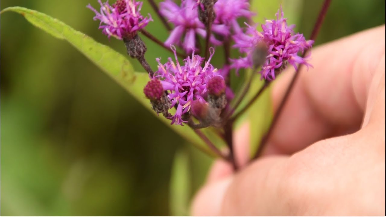 3 More Obscure Wild Plants You Might See While Foraging Wild Edibles
