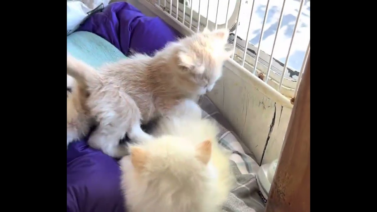 Grace is the Heavenly Spirit that Celebrates Life