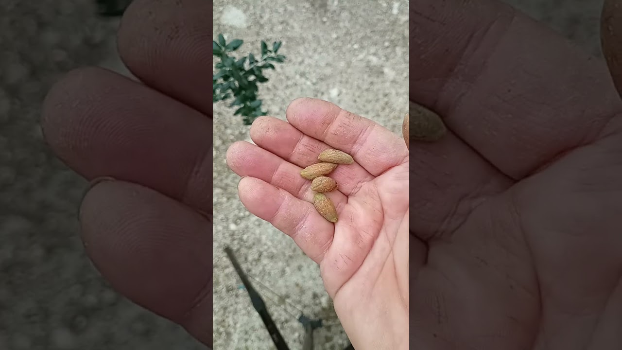 COME FAR NASCERE UNA PIANTA DI OLIVE DALL' OLIVA CON IL TRUCCO DEL CONTADINO.... ! 😍