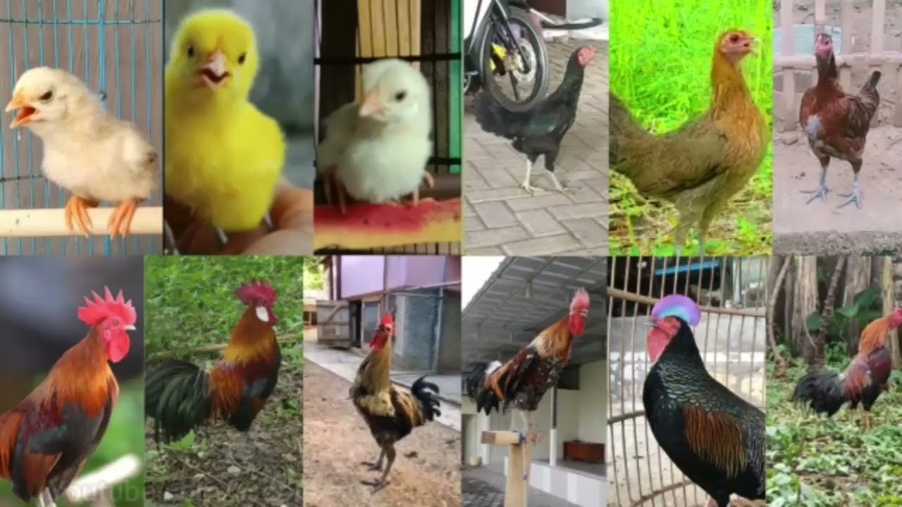 Macam macam dan jenis suara Ayam | Anak ayam | Ayam betina | Ayam Jantan