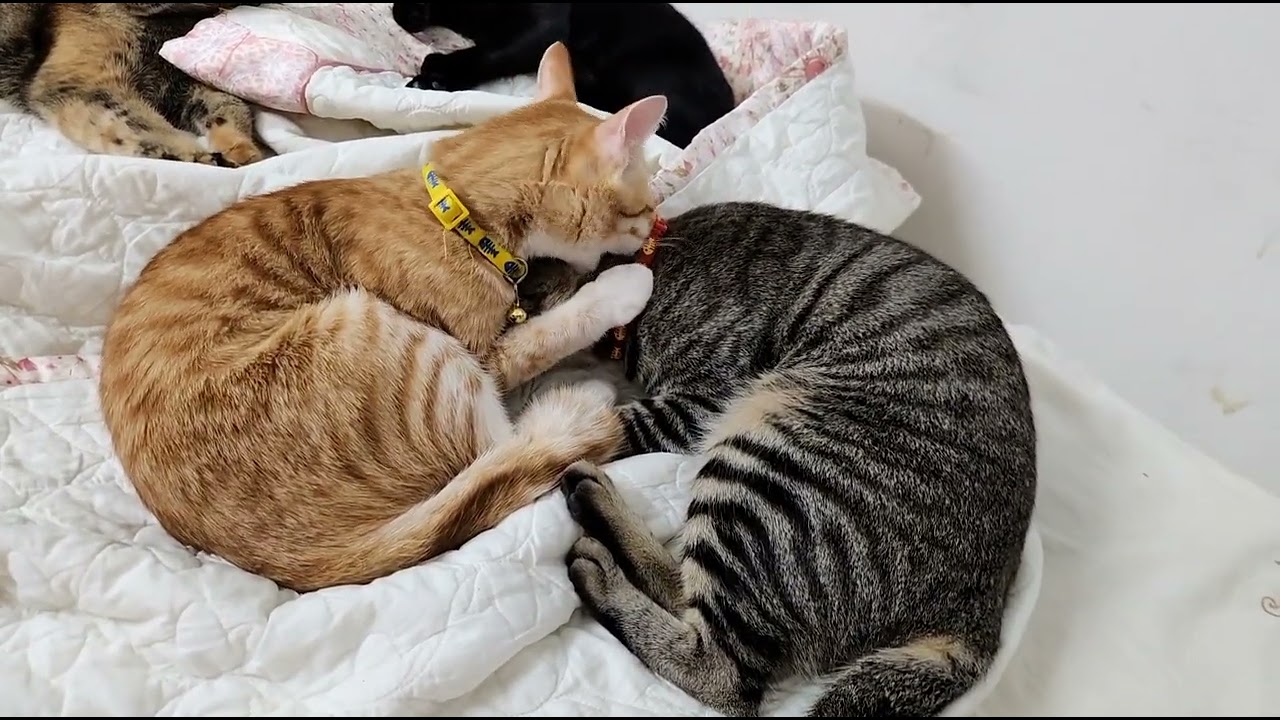 Prince Tiger & Princes ...
