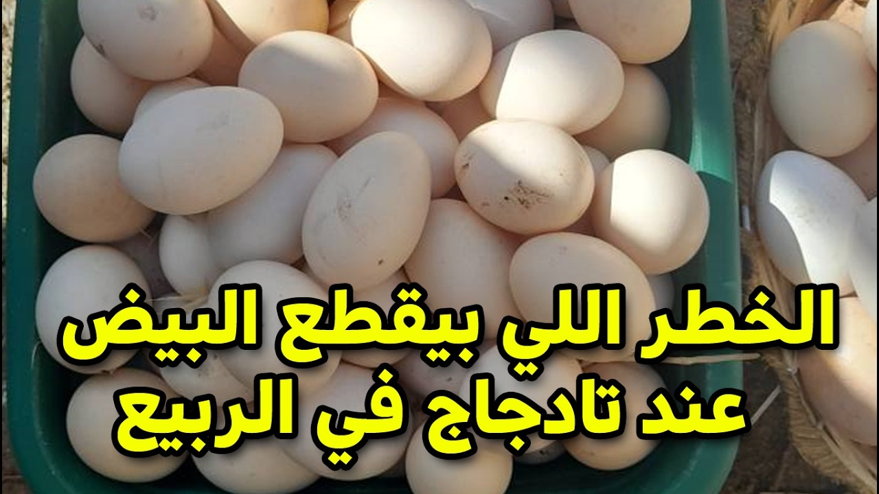 الخطراللي بيقطع البيض نهائيا عند الدجاج في الربيع  #طيور_فوق_السطح