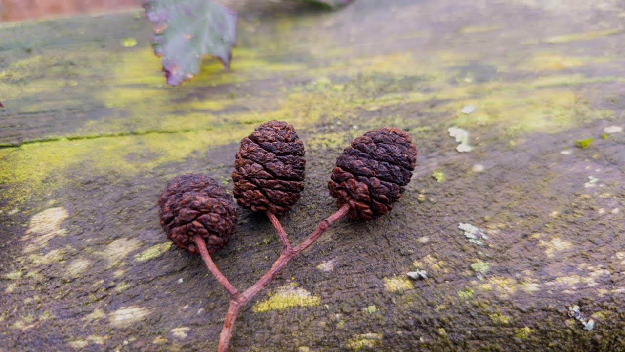 A winters day. In pics... 