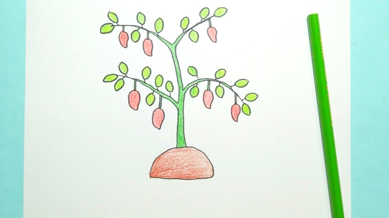 Drawing Plant - Chilli Tree