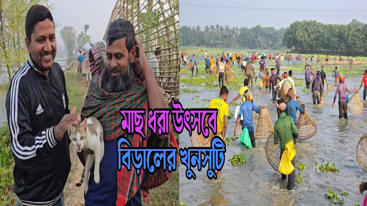 শার্শা থানার মহিষার বিলে মাছ ধরার উৎসবে বিড়ালের খুনসুটি। 