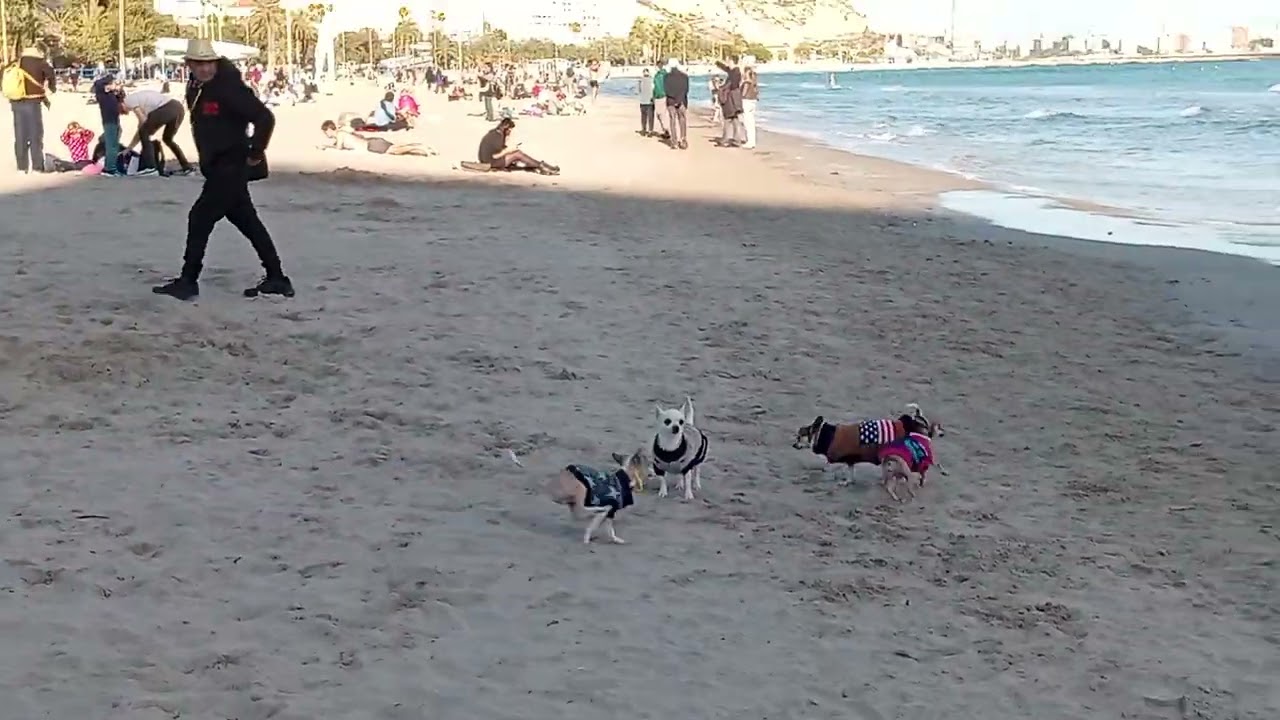 Песики розважається на пляжі Аліканте 2026