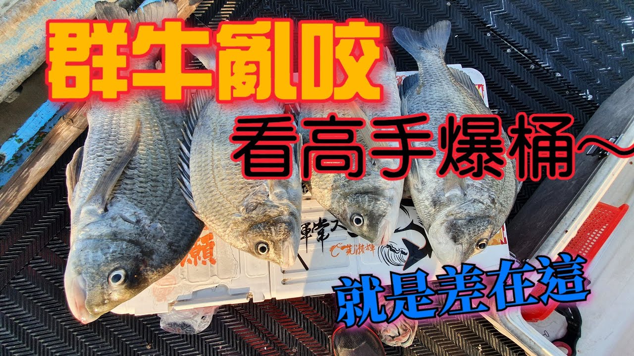 牛群大咬，看高手如何釣爆桶～布袋蚵棚