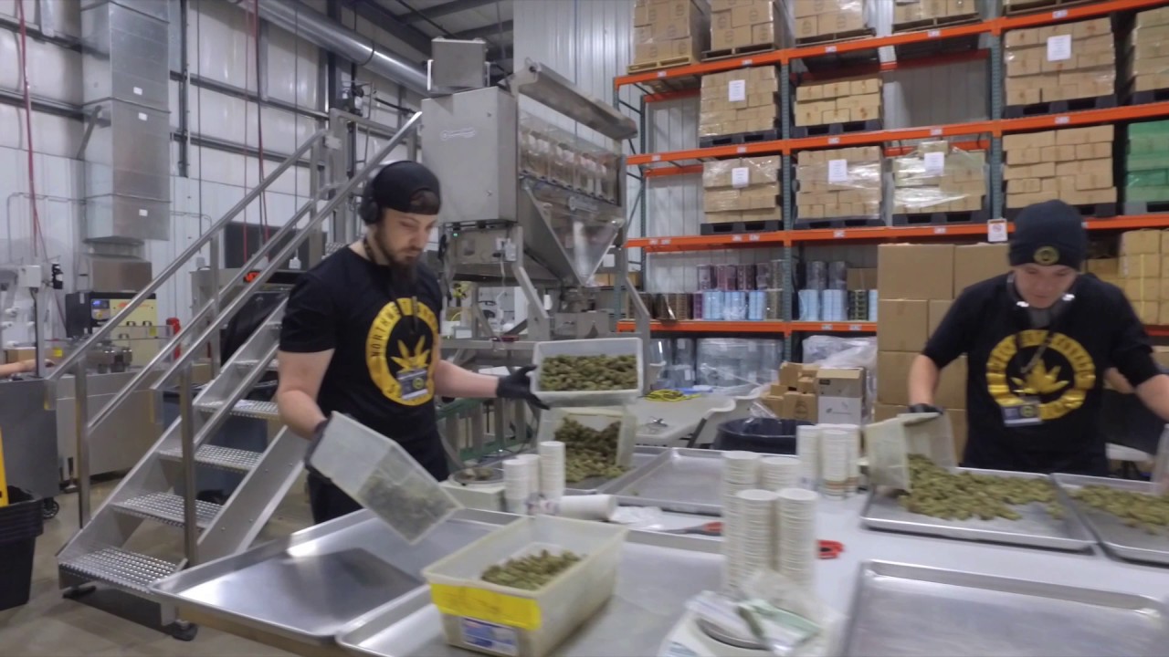Washington's Largest Weed Facility Does the&nbsp;Mannequin Challenge