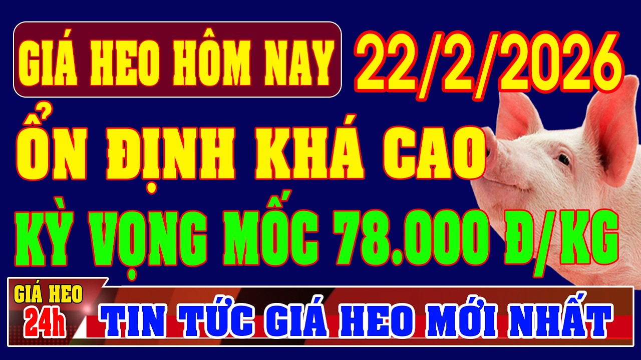 Giá Heo Hơi Ngày 22/2/2026: ỔN ĐỊNH GIÁ CAO ĐỒNG LOẠT, NGƯỜI NUÔI KỲ VỌNG ĐẠT 78.000 ĐỒNG/KG