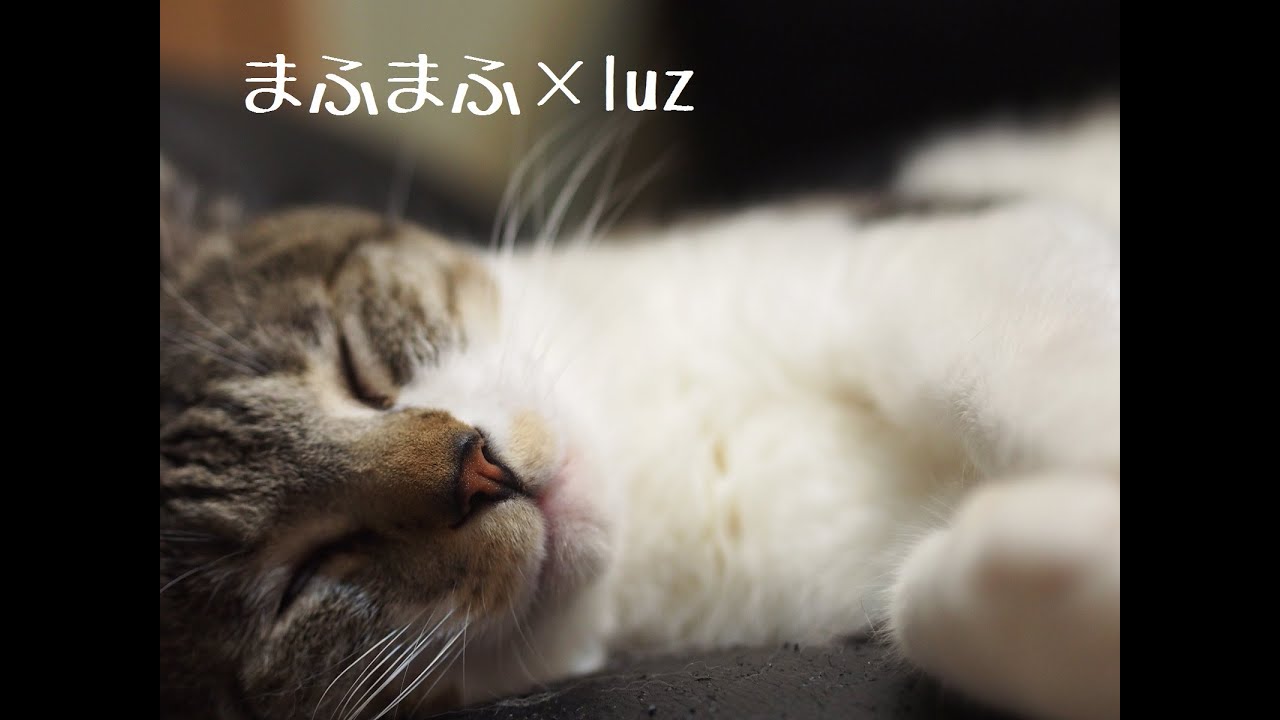 luz×まふまふで生放送。