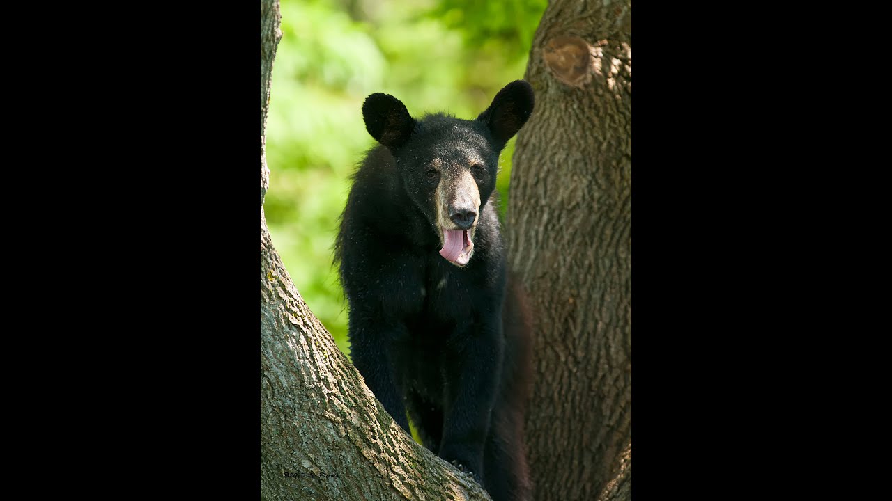 Trail cam Northern Ontario Canada (July 2021)