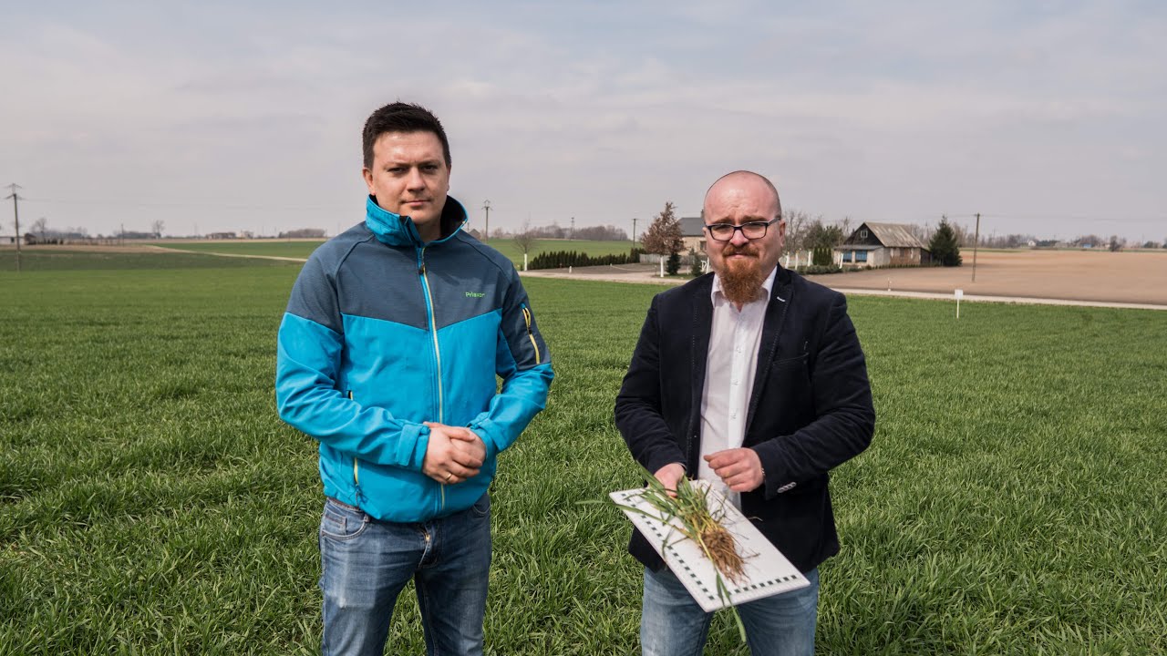 Skracanie pszenicy ozimej i zabieg T1 | Pierwsze kolanko w pszenicy Asory