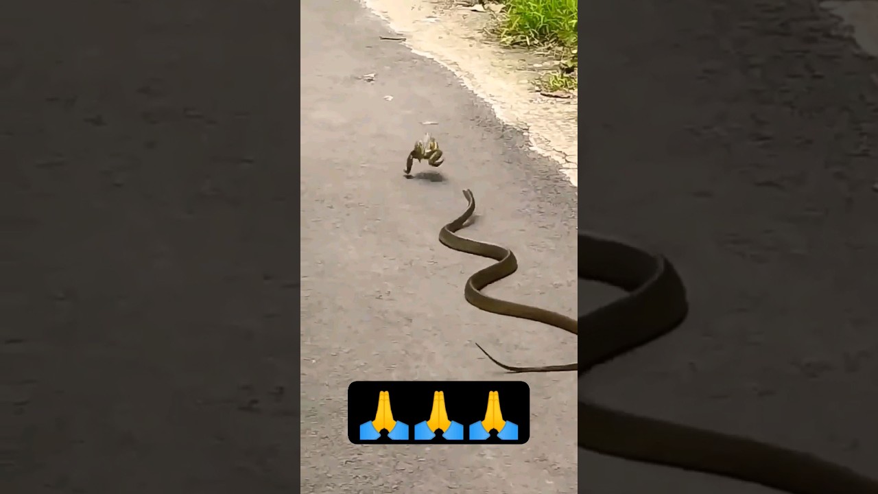 Jai Mahakal🙏🙏🙏#shorts #mahadev #shankar #yt #ytshorts #mahakal_status #snake #jai #hindudeity #bhole