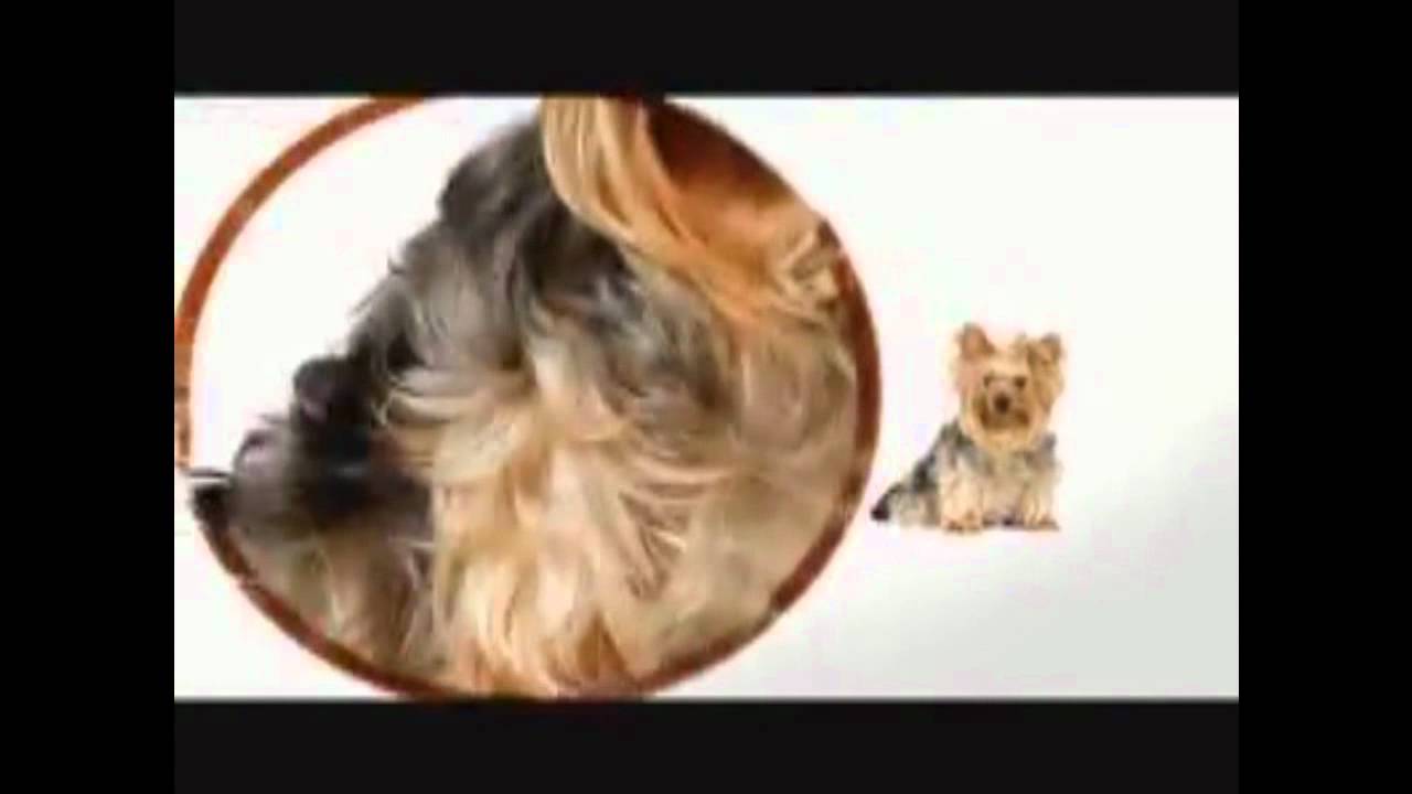 Yorkshire Terrier 101 subs español