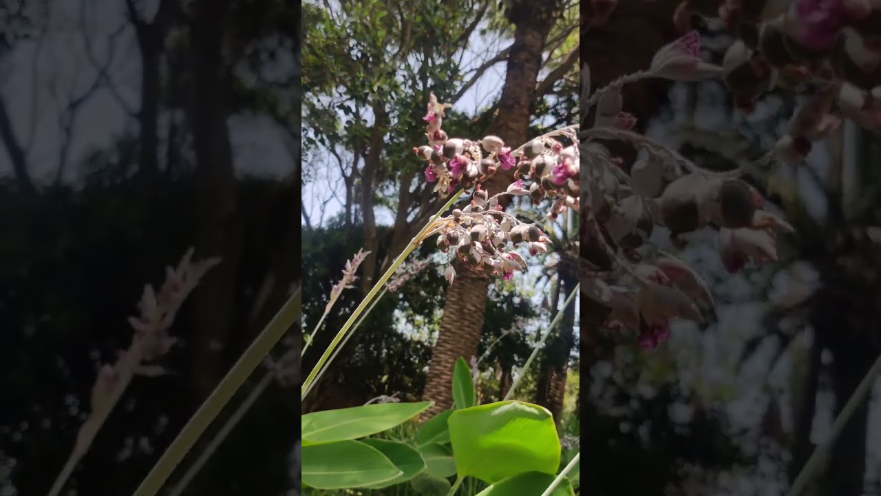 حديقة بوقنادل Les Jardins Exotiques de Bouknadel