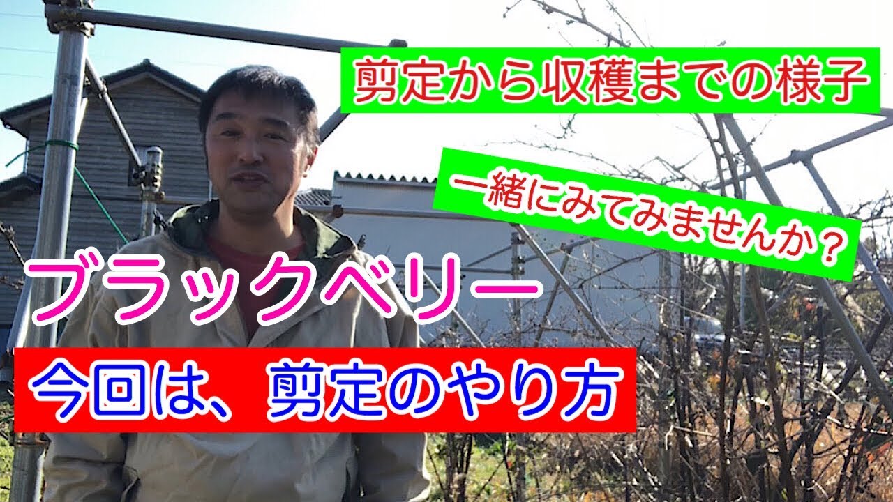 ブラックベリーの剪定《家庭菜園》