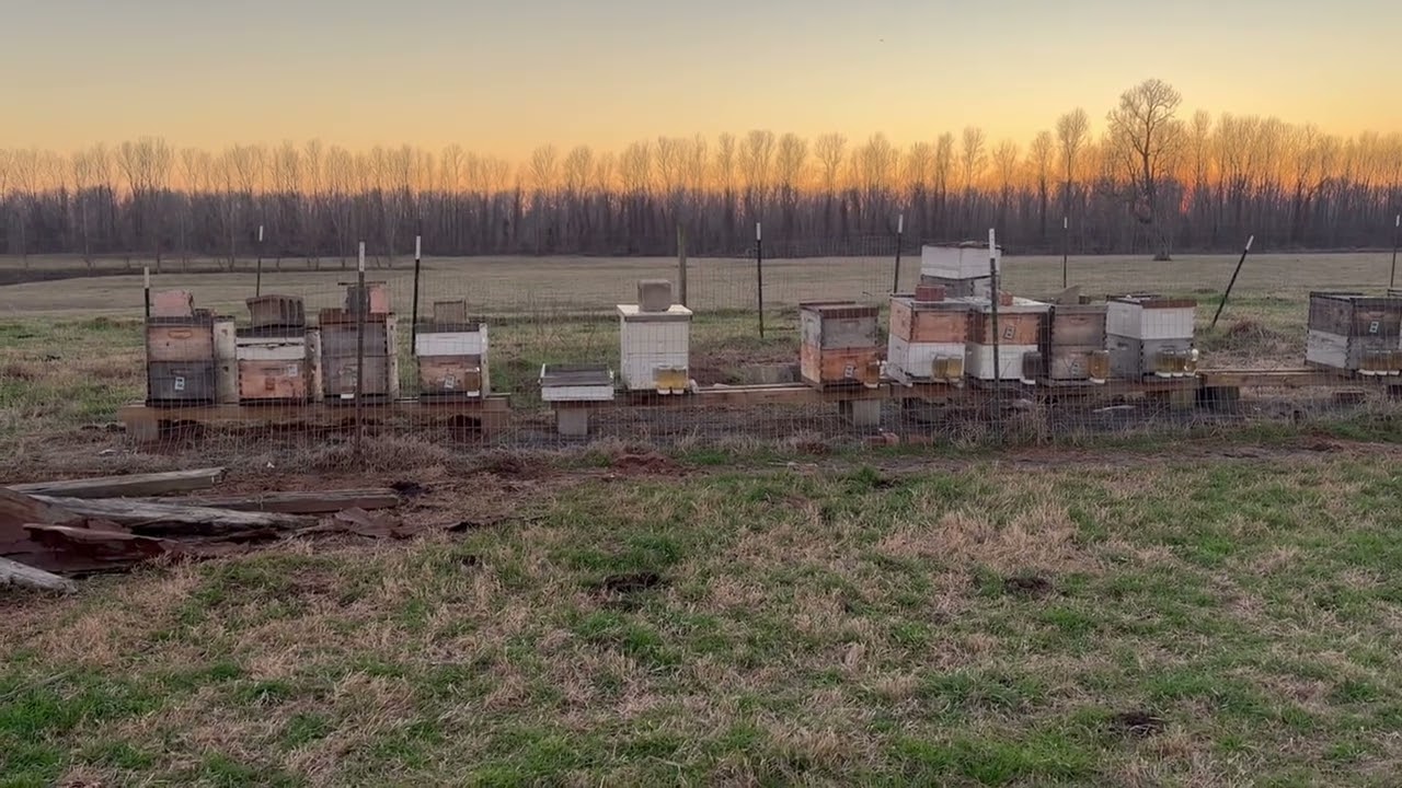 Cow Pasture Apiary | Treatment Progress & Next Steps