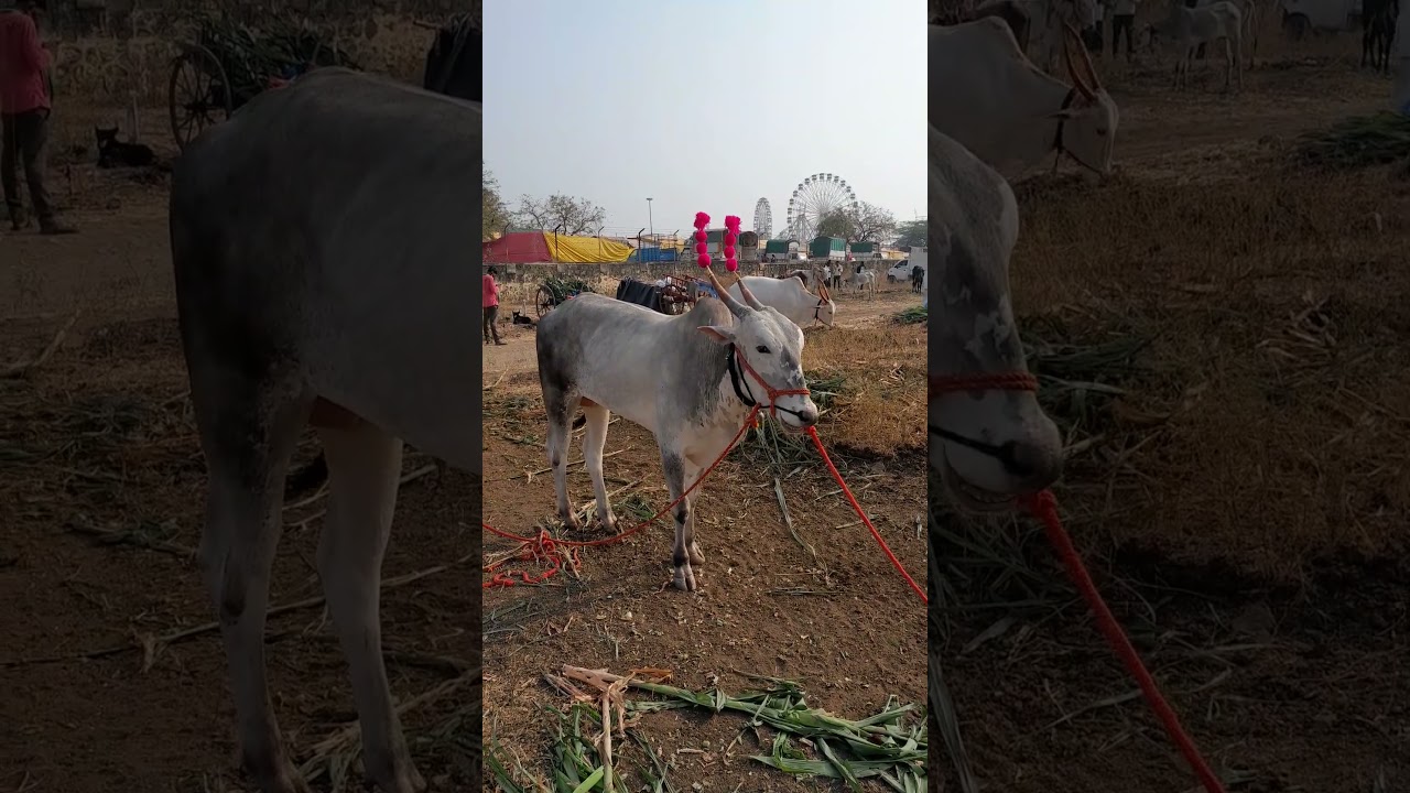 शर्यतीची बैलजोडी #खिल्लार #khillar #bull #viral #shorts #reels #bailgada #बैलगाडा #शर्यत #racing