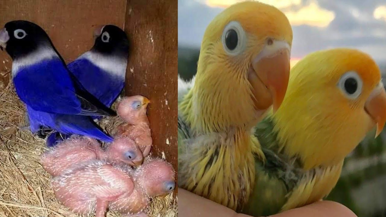 Lovebirds ki fast breed lene ki helpful tips | lovebird se ziyada breeding kese len