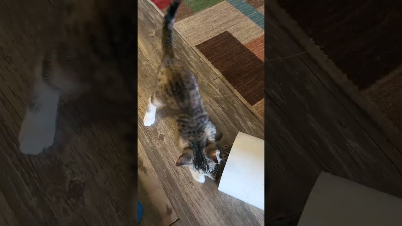 Kittens playing peekaboo 