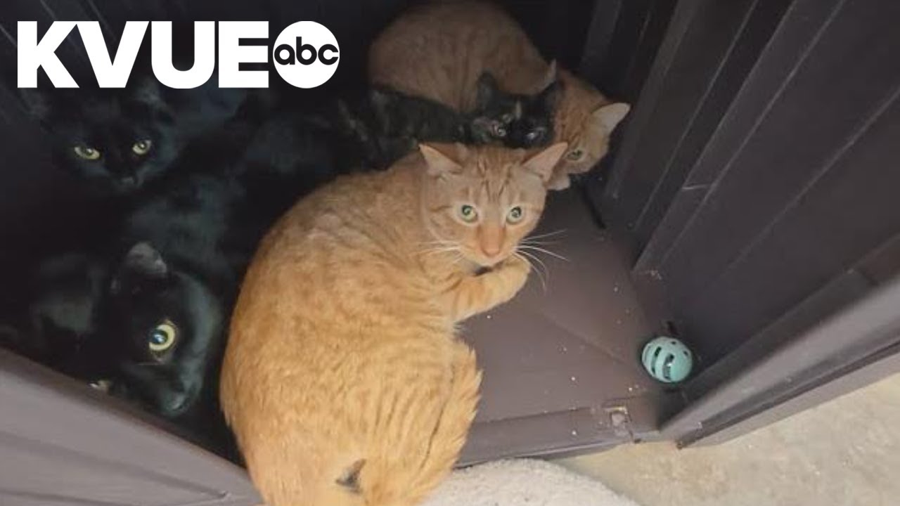 8 kittens lucky to be alive after being abandoned in freezing weather