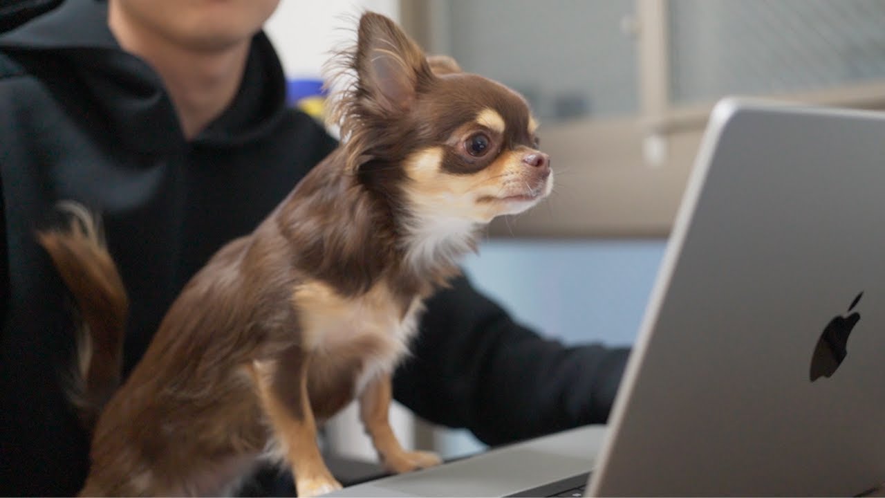 【在宅勤務】愛犬が会社の朝礼に飛び入り参加して大変なことになりましたwwww
