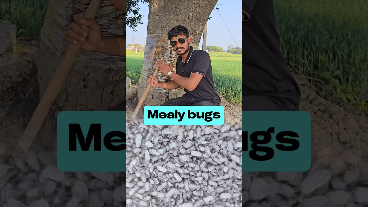 आम के पेड़ से मिलीबग कीड़े को दूर करें!😲#viralvideo #science