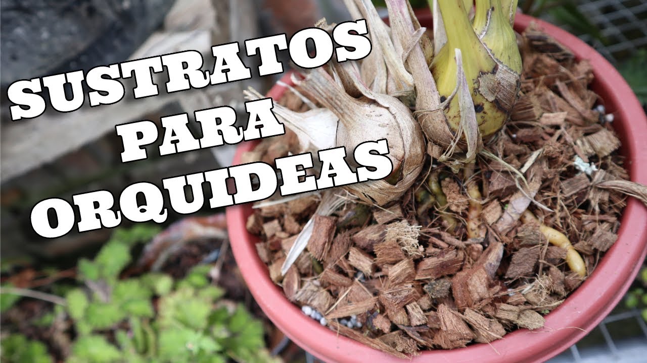 Sustratos Recomendados para Orquídeas