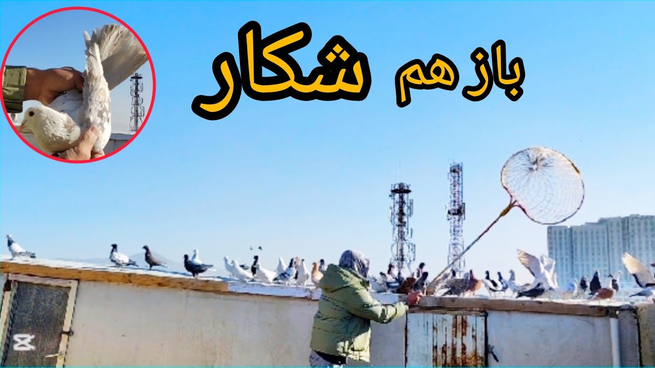 یک شکار  _  سرکشی مگسی شیرازی  _   شوق عالی و دیدنی  