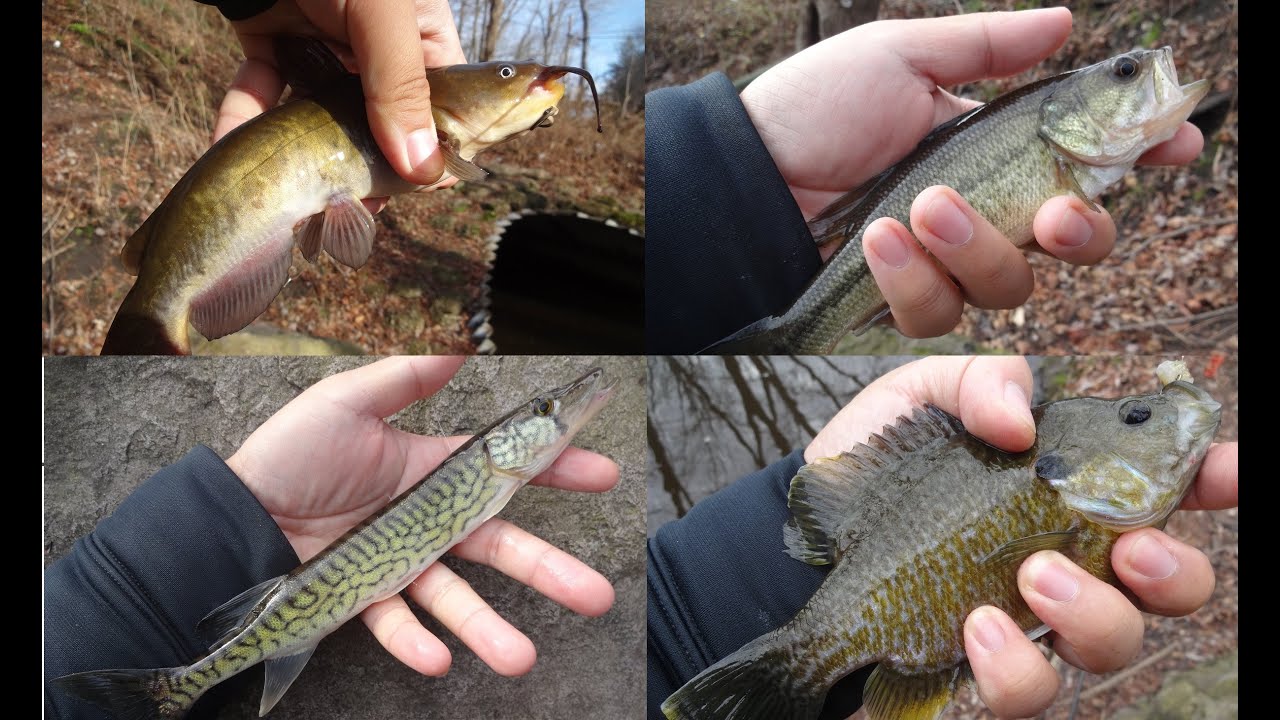Winter Multi-Species Fishing at the Kirkwood Lake (Lindenwold, NJ)