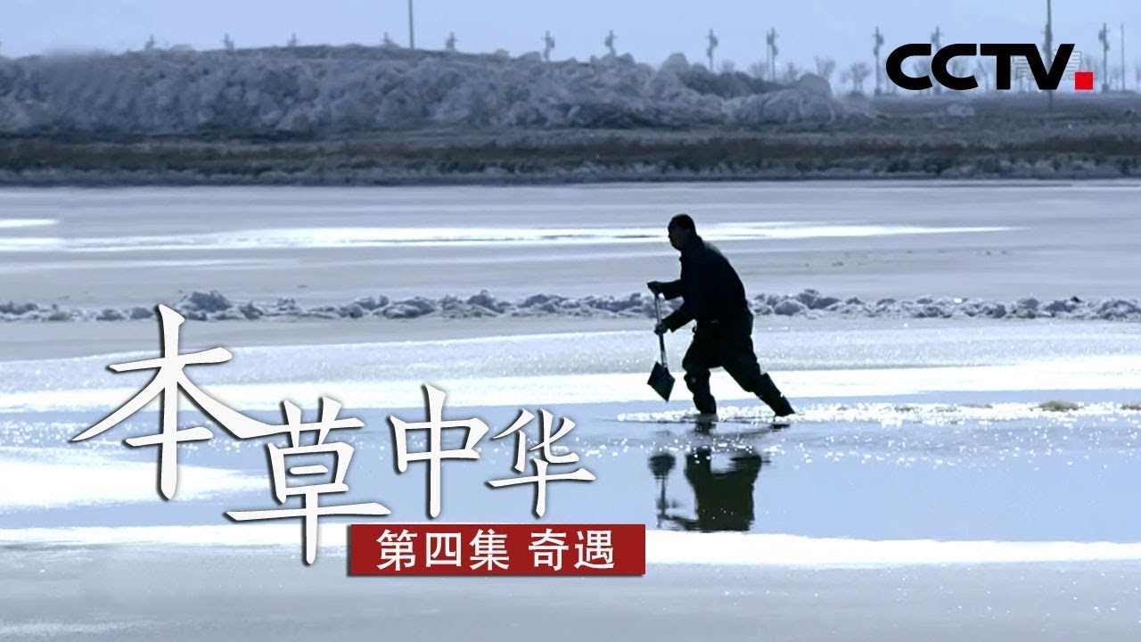 《本草中华》第四集 奇遇 | CCTV纪录