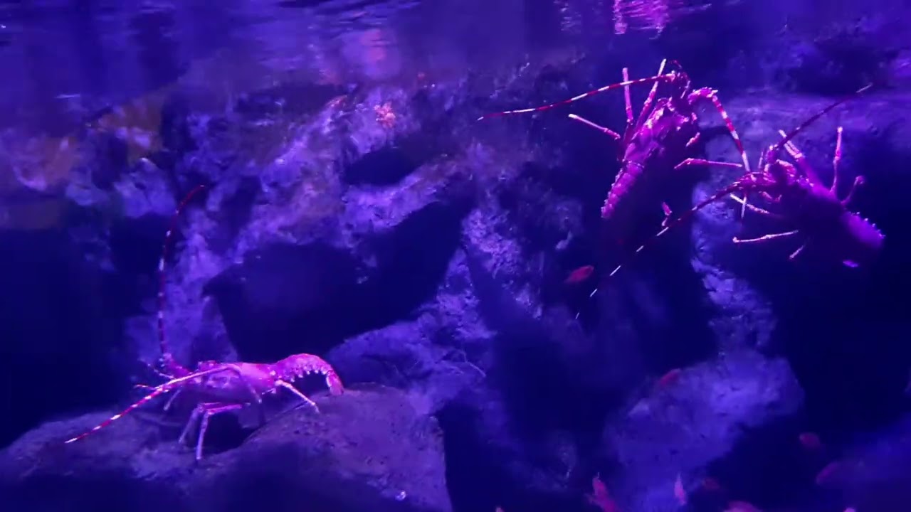 Que momentazos viendo tantas bellezas🤩